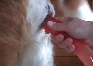 Crimson dildo used on a dog