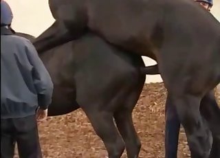 Two horses having amazing fuck-fest in doggy pose