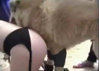 Doggy is enjoying anal sex with this hooker