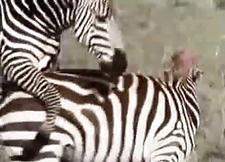 Wild exotic zebras are fucking in the doggy style pose