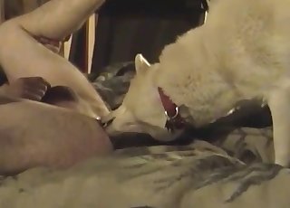 White mutt slowly gobbles my asshole in bed