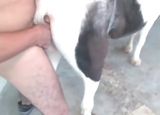 Milky animal humped hard in doggy pose