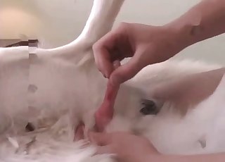 Big-dicked dog gets a super-cute handjob