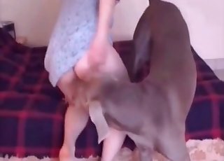 Doggy munches a good wide-opened cunt