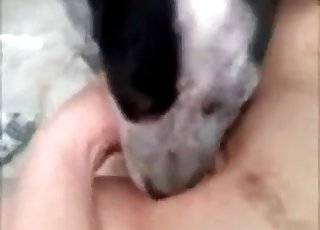 The pussy of this woman is tasted by a horny doggo