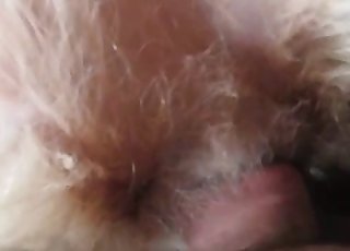 Slowly shoving my cock in cock-squeezing mutt anus