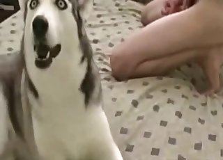 Dirty zoophile wants to totally bang a sizzling Husky