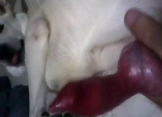 Showcasing you how my doggy dick is in POV