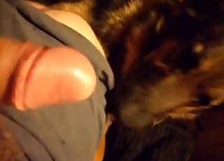 Sweet dog licks my hard boner