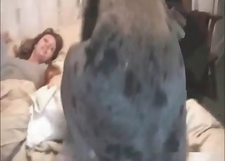 Grey hound stuck in my puss