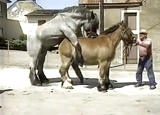 Muscled horses have awesome doggystyle