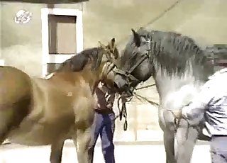 Muscled horses have awesome doggystyle