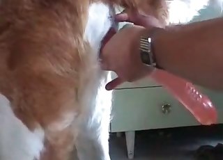 Crimson dildo used on a dog