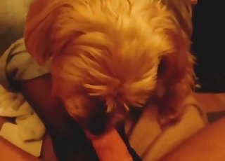 Blowjob in the POV mode for a hot doggy