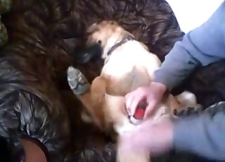 Dog's juicy cooch fucked with a toy