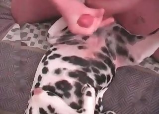 Stunning Dalmatian is getting penetrated by a filthy brute