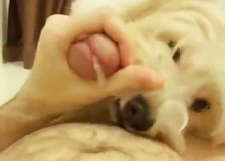 Dog with pretty eyes gives head in POV