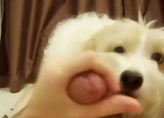 Dog with pretty eyes gives head in POV