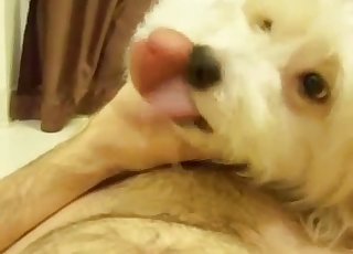 Dog with pretty eyes gives head in POV