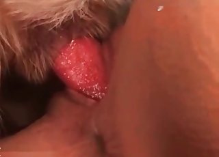 Doggy is getting a indeed fantastic blowjob