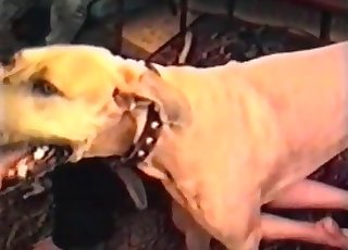 Thin dog porks like a crazy