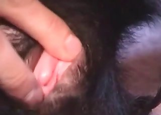 Dog tastes my hard wiener