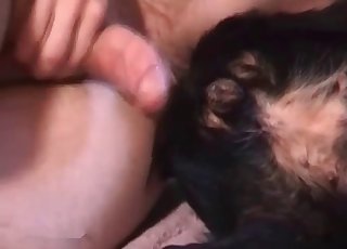 Dog tastes my hard wiener