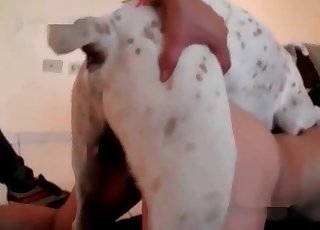 Nasty sex with a stucked doggy