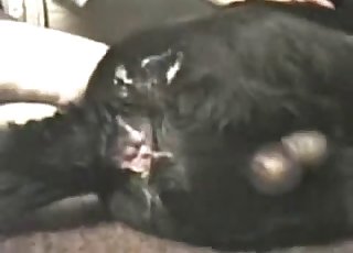 Dog gets fucked into submission