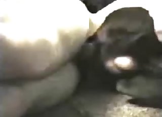 Dog gets fucked into submission