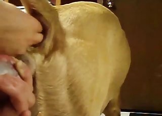 Stunning doggy is enjoying bestiality XXX