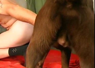 Sexy doggy and a horny chick are luving dirty bestiality