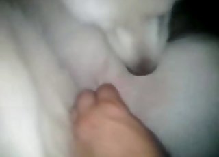 Taught white doggy is enjoying bestiality XXX