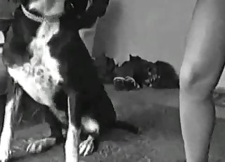 Jaw-dropping trained mutt licks her succulent hole