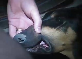 Horny boy is facefucking his amazingly sweet doggo