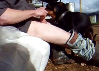 Kinky dog gets taunted with a hard-on