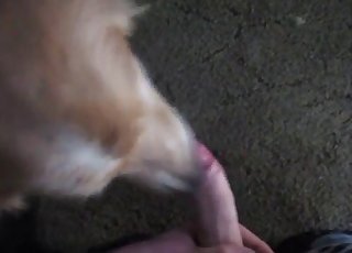 Dude gets a BJ from his dog