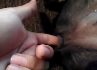 Dog's adorable pussy gets fingered hard