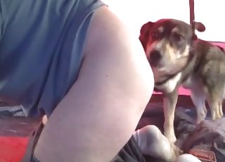 Doggy nicely licks and sniffs her snatch