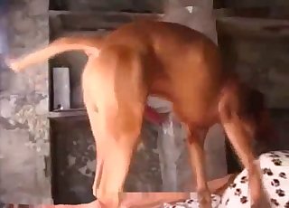 This brown dog is shamelessly banging a wet pussy