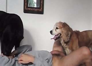 Dog is nailing a lovely wet pussy of a stupid slut