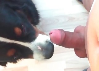 Gorgeous dog licks my loaded sausage