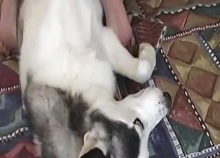 Amateur hottie and her doggy have amazing romp action