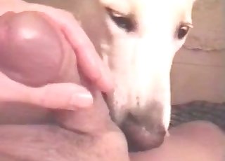 Sultry oral hook-up with a dog