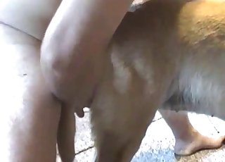 White retriever gets its asshole used by a horny person