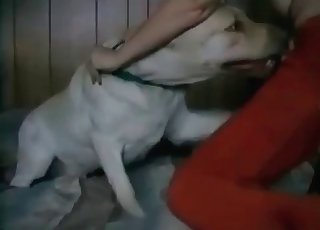 White doggy fucking my wifey from behind