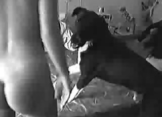 Pointy ass about to get ruined by a dog