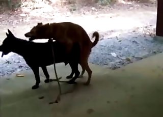 ﻿2 dogs fucking like crazy outdoors