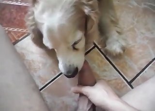 Dt pleasure for a zoophile by a lovely doggo