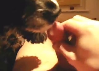 Oral fuckfest for a zoophile by a really cute doggo